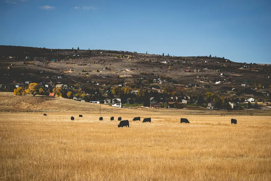 Cattle grazing in a field
