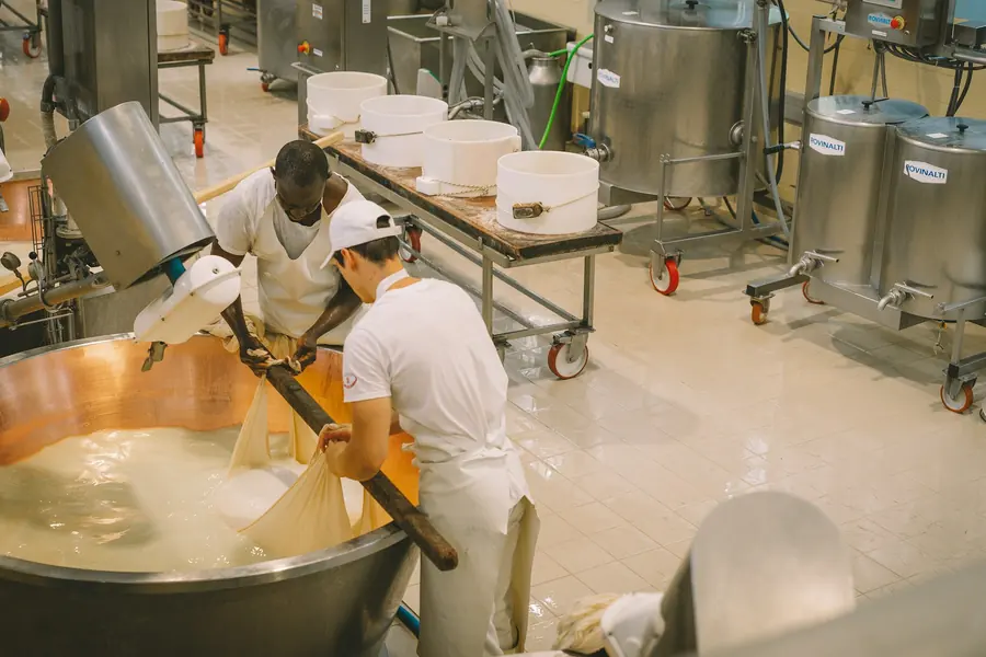 Curd being worked in a cheese-making vat