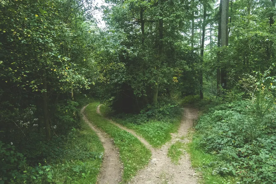 A road forking into two paths