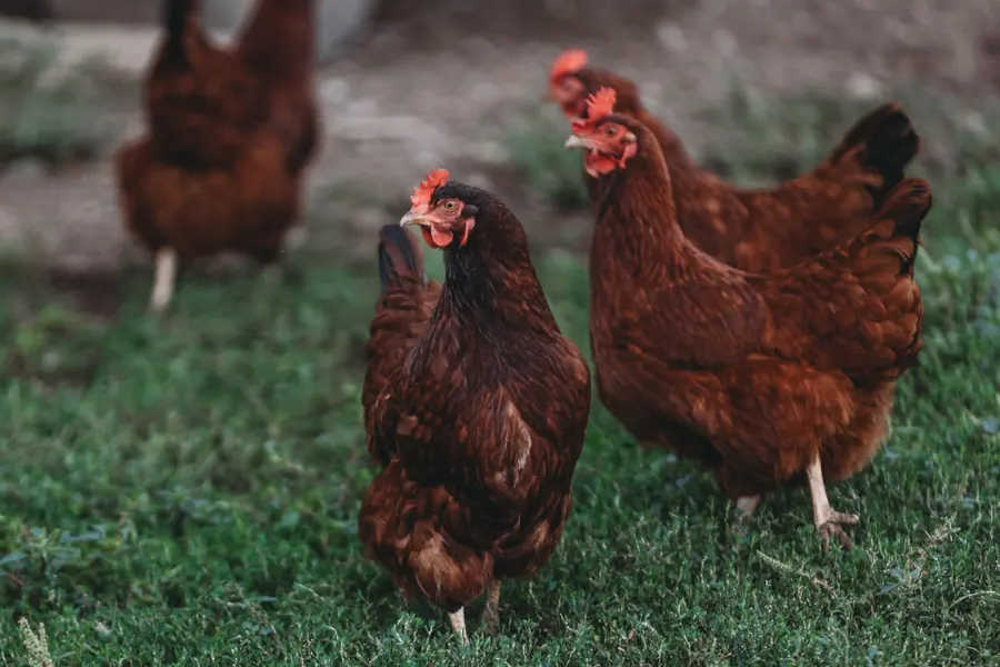 Chickens outdoors on grass