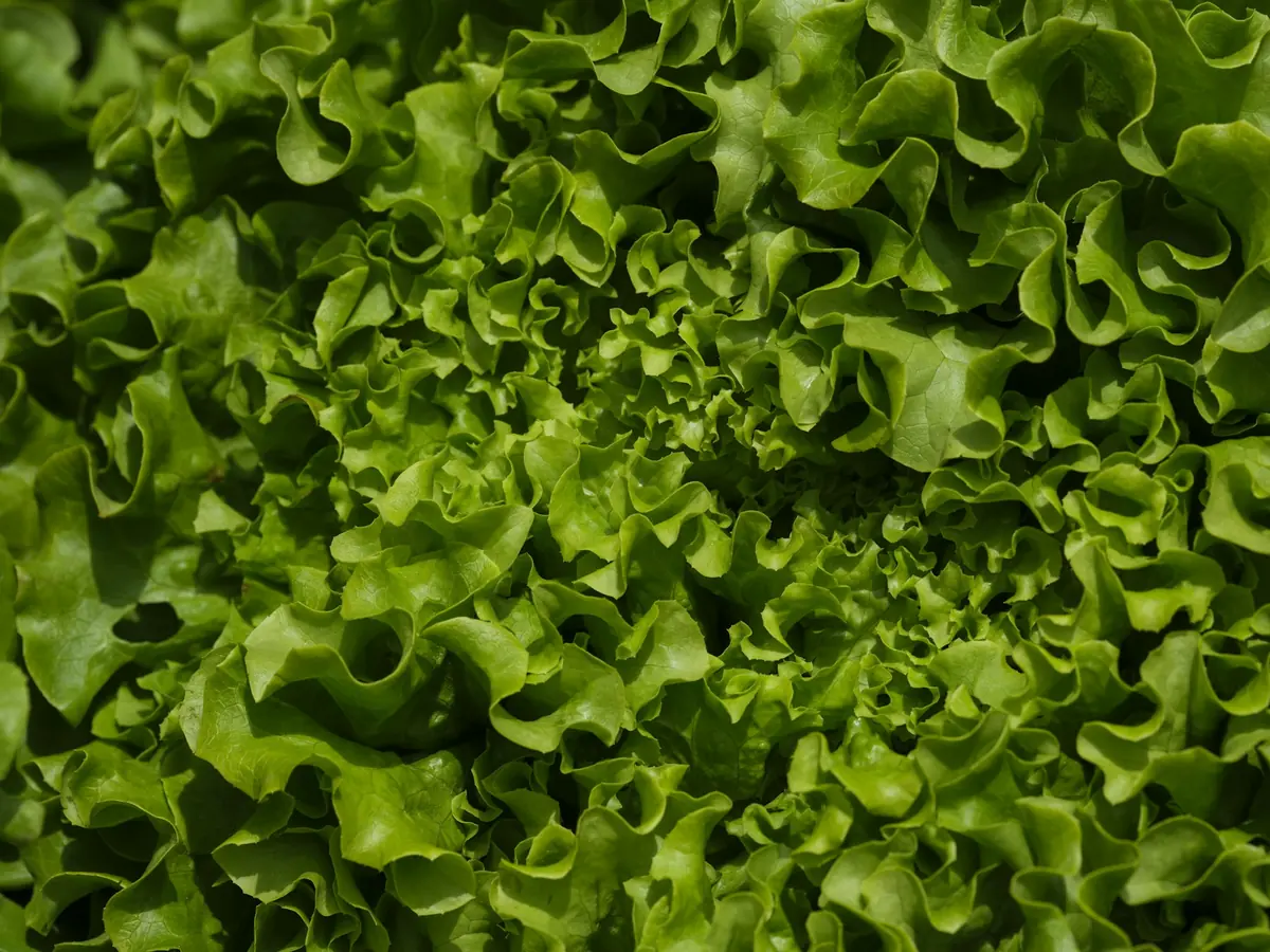 Is Lettuce Halal?