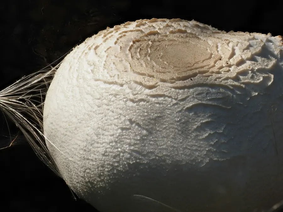 A ball of fresh mozzarella