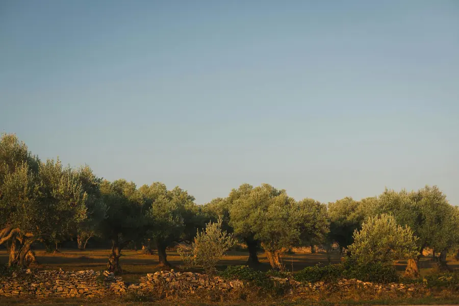 An olive grove under Mediterranean light