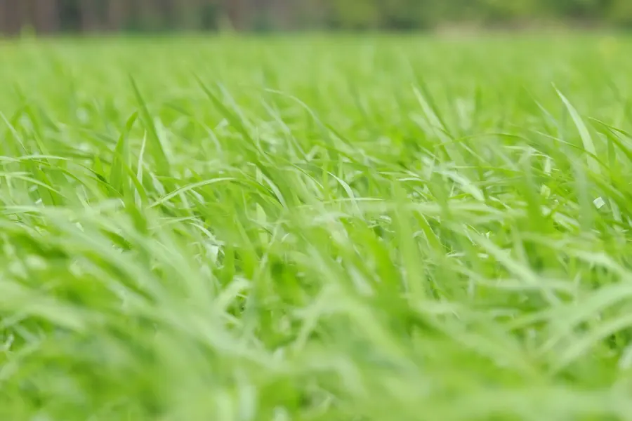 Close up of pasture grass