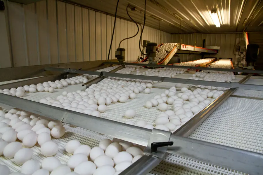 A poultry processing line