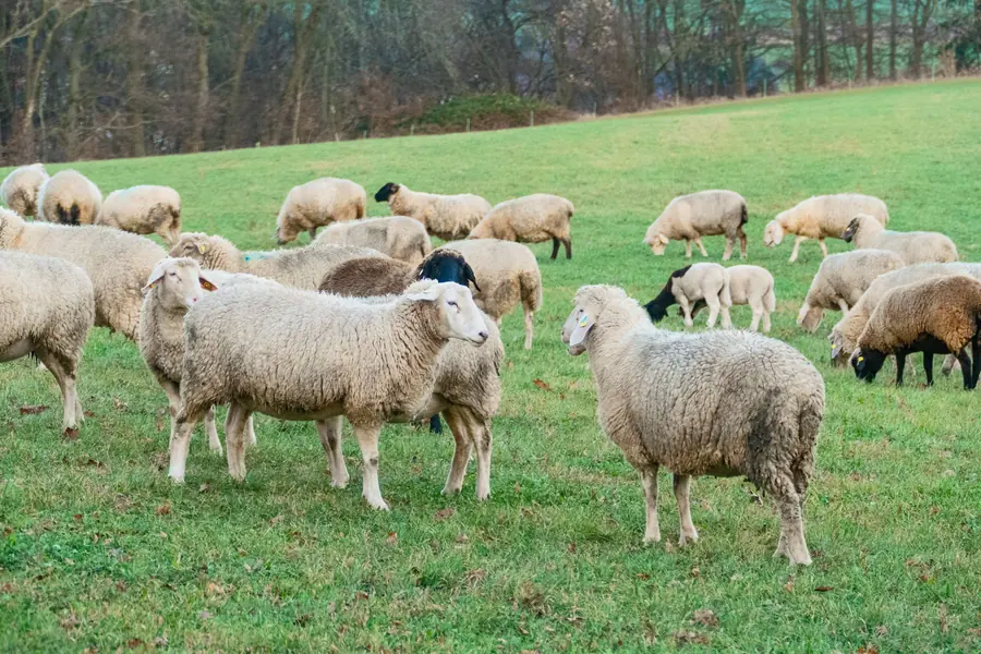 A flock of sheep in a field