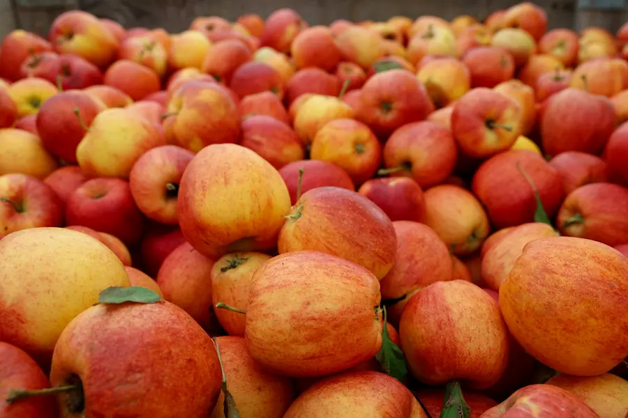 Shiny waxed apples on display