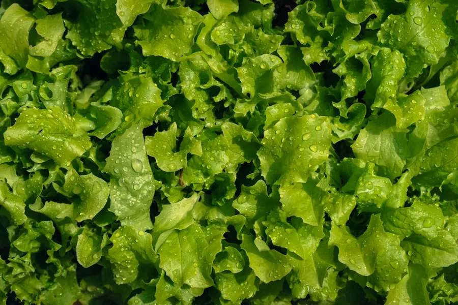 Salad leaves being washed