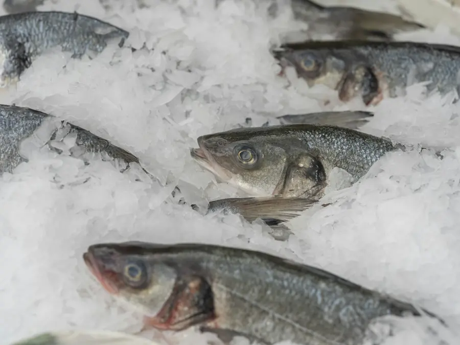 A whole fresh fish resting on ice